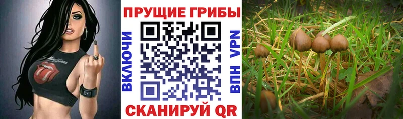 Псилоцибиновые грибы прущие грибы Нижний Ломов